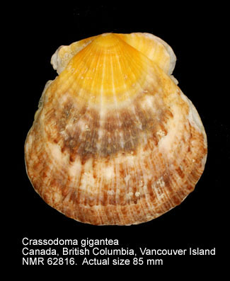 Crassodoma gigantea (2).jpg - Crassadoma gigantea(J.E.Gray,1825)